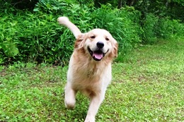 ま　ボス　６・１８→７・５