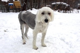 ひ アニー 11・28→11・29