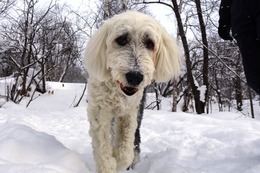 ひ アニー 2・15→2・17