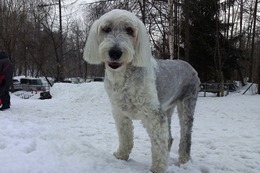 ひ アニー 3・28→3・31