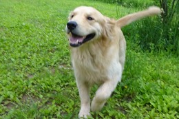 ま　ボス　６・１８→７・８