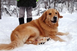 ま　ボス　２・９→４・９