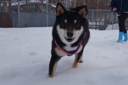 い　ニコ新２歳