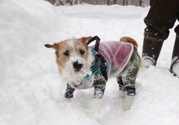 ほのおゆき