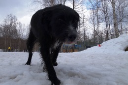 の　エカチェリーナ