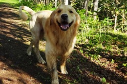 ま ボス 5・18→6・17