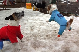 りんが飛んでる