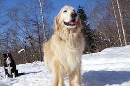 わ　ディズニー