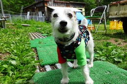 わ チャロ
