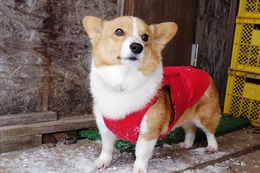 こ リン