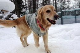 ま　小春　１・３１→２・６