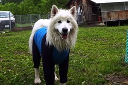 お　レオ　新１歳