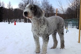 ひ パンダ 328→3・31