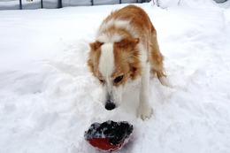 つ クレル 1・31→2・15