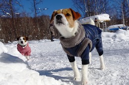 た おとめ 2・18→2・17