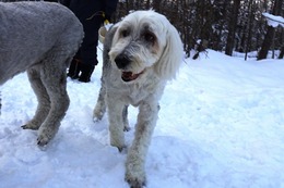 ひ　アニー　１・１９→7２・１２