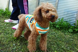 に　まめじろう