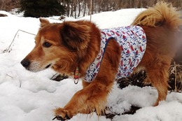 し パック 3・28→3・31