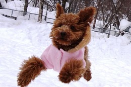 よ　さくら　新６ヶ月