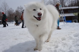 か　吹雪　新７歳