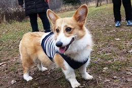 め なのは