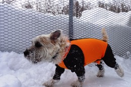 や サン 昨2・25→2・25