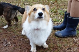 さ モモ