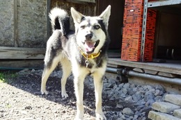 ふ 平蔵 6・12→6・17