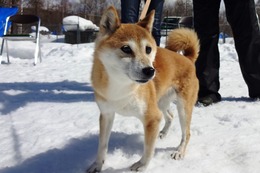 く　くるみ　新７歳