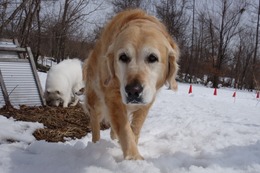 さ　トレジャー