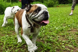 お　パトラ　新10歳