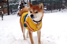 く ここ