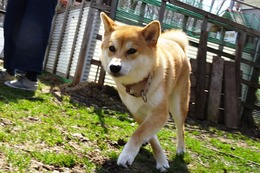 お 茶々丸