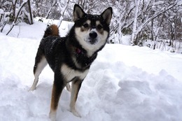 い よもぎ 12・28→2・18