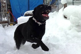 や ラン 昨2・25→2・25