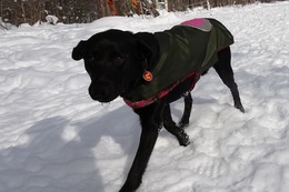 にブリンクリー