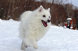 は ルナ 昨12・24→2・4