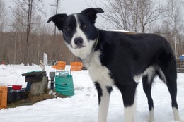 し　ルック　４・６→４・５