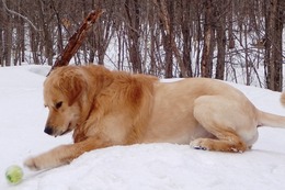 ま　ボス　３・２２→３・３１