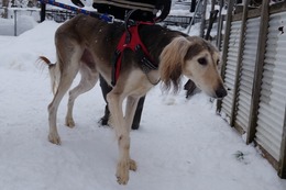 ち ルーク新2歳