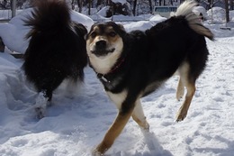 ふ ロン 2・9→2・15