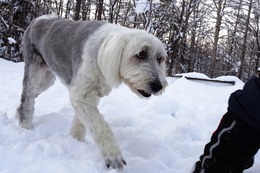 ひ　アニー　１・１９→２・９