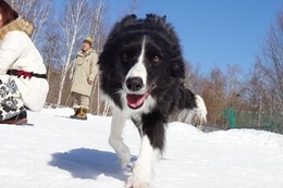 ひ　めい　３・１２→３・１７