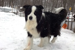 つ ビリー 昨3・22→2・17