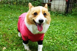 こ リン