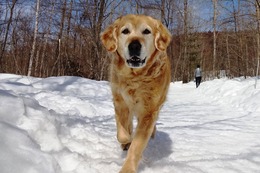 さ　トレジャー