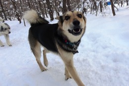 ふ 平蔵 1・19→2・26