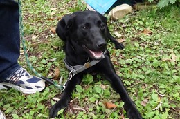 に ブリンクリー