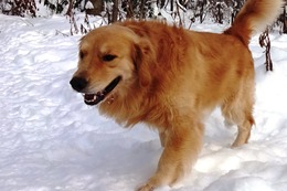 ま ボス 12・12→3・21