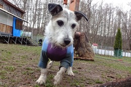 な チロル 4・26→5・31